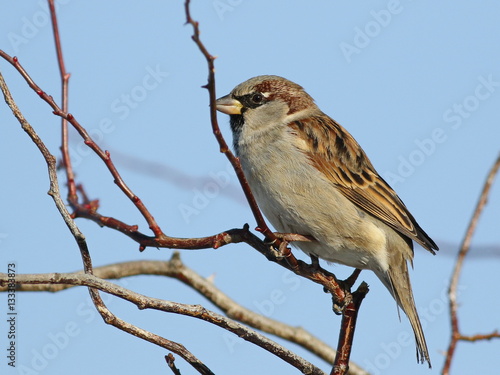 House Sparrow on branch, Passer domesticus