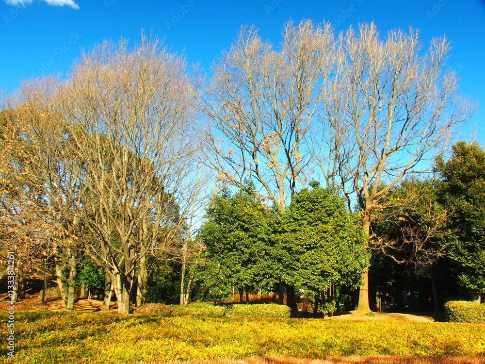Fototapeta premium 枯れ木のある公園風景