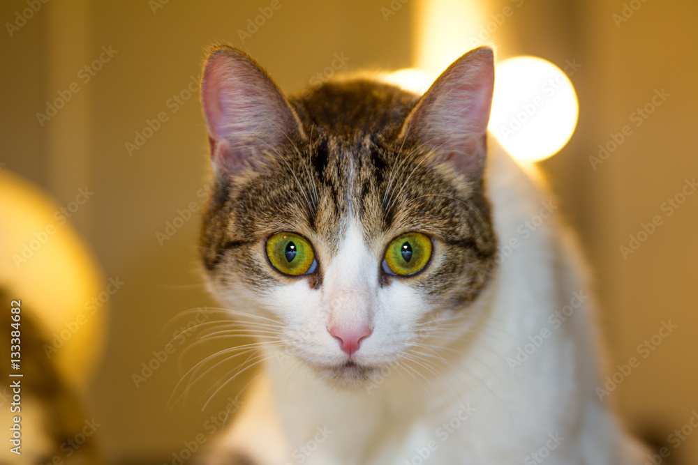 Portrait of cat with yellow-green eyes