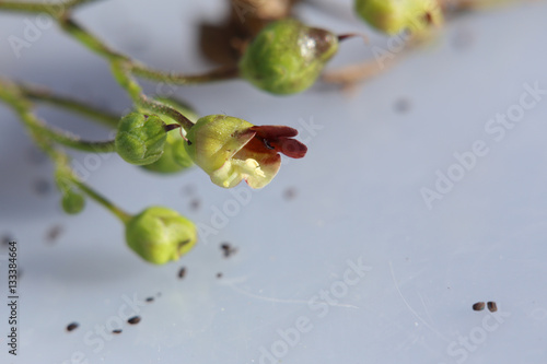 Blossoms of the common figwort (Scrophularia nodosa) photo
