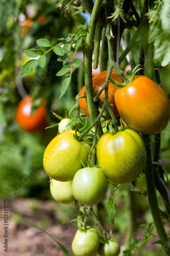 Wallpaper Mural red and green tomatoes on the bushes. Tomatoes in the greenhouse. Torontodigital.ca