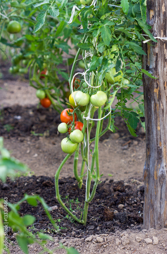 Bush with fresh tomatoes in a greenhouse