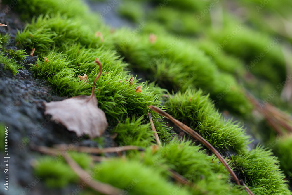 green moss on stone green moss on stone