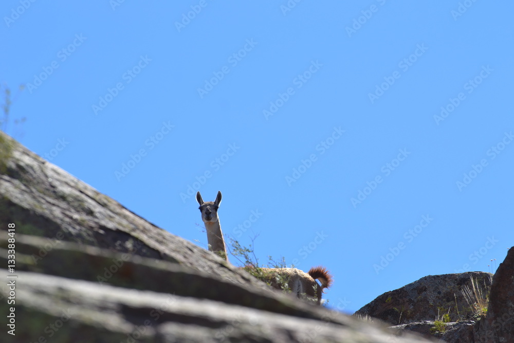 Guanaco Parque Nacional Lihue Calel La Pampa Argentina