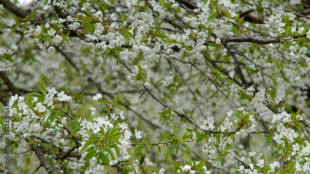 Blossoming cherry tree in spring in the wind
Blossoming cherry tree in spring in the wind