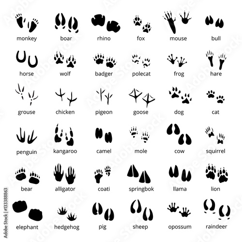 Silhouette Animal Track Set