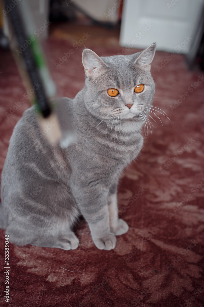 pets: the cat sits on a carpet and plays with wooden plaochka