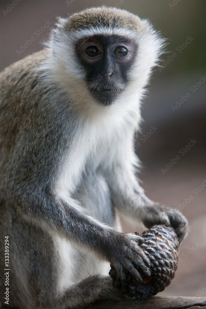 Vervet Monkey Vervet Monkey