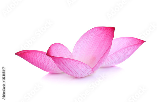 lotus flower petal on white background