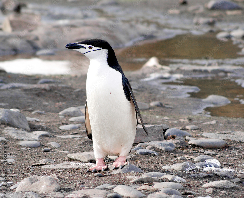 Naklejka premium Wild penguins resting by the sea coast