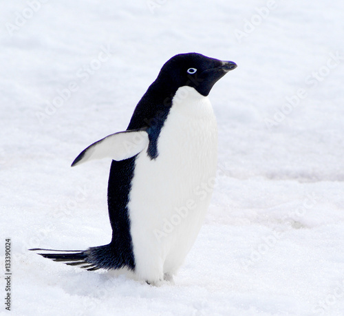 wild penguin on snow