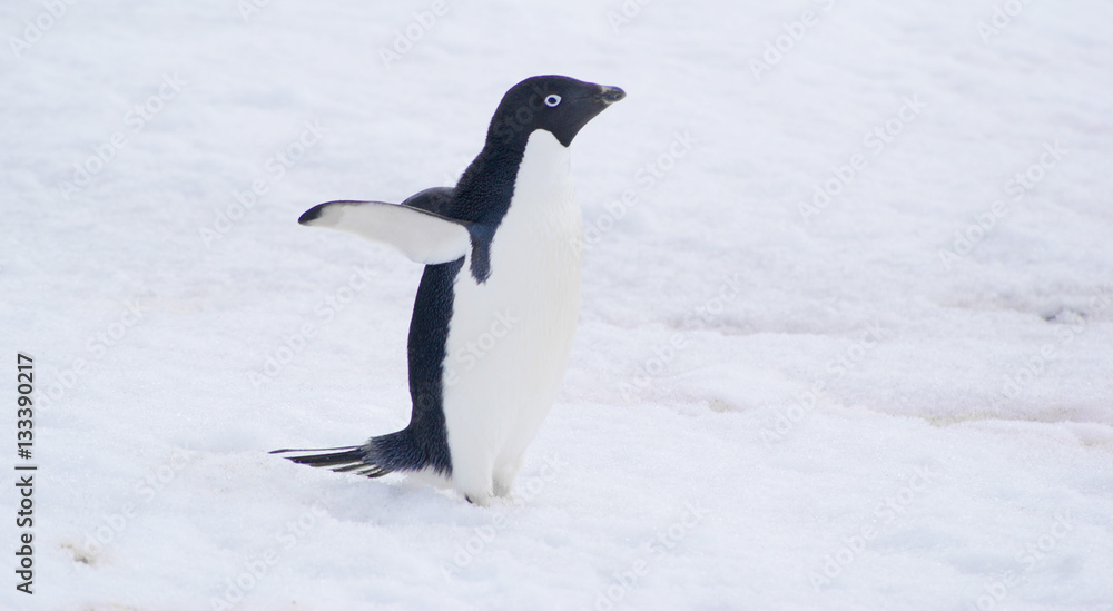 Obraz premium wild penguin on snow