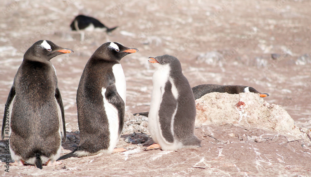 Naklejka premium Wild penguins resting by the sea coast