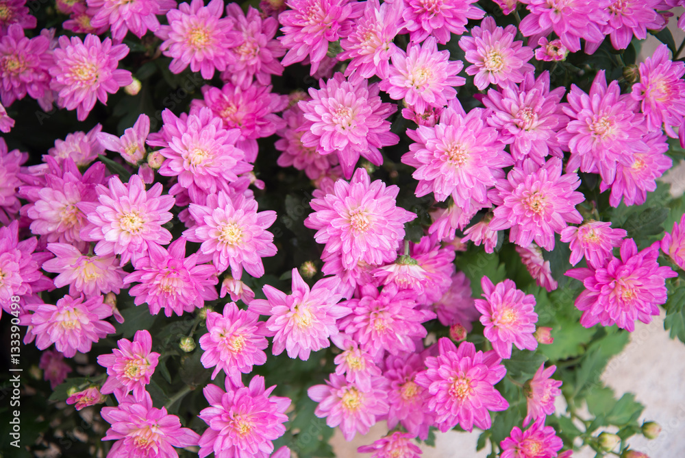 Garden of purple cosmos flower