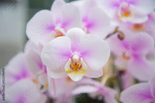 Garden of purple orchids