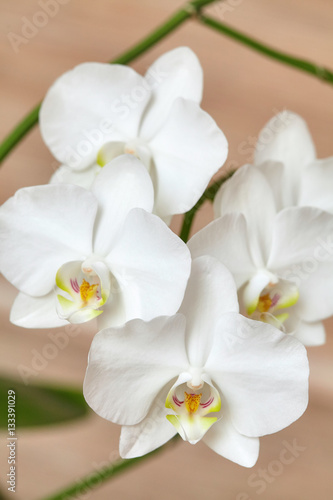 Blooming white orchid on wooden background