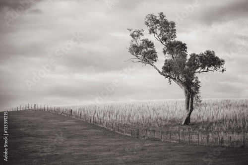 Lonesome Gum Tree