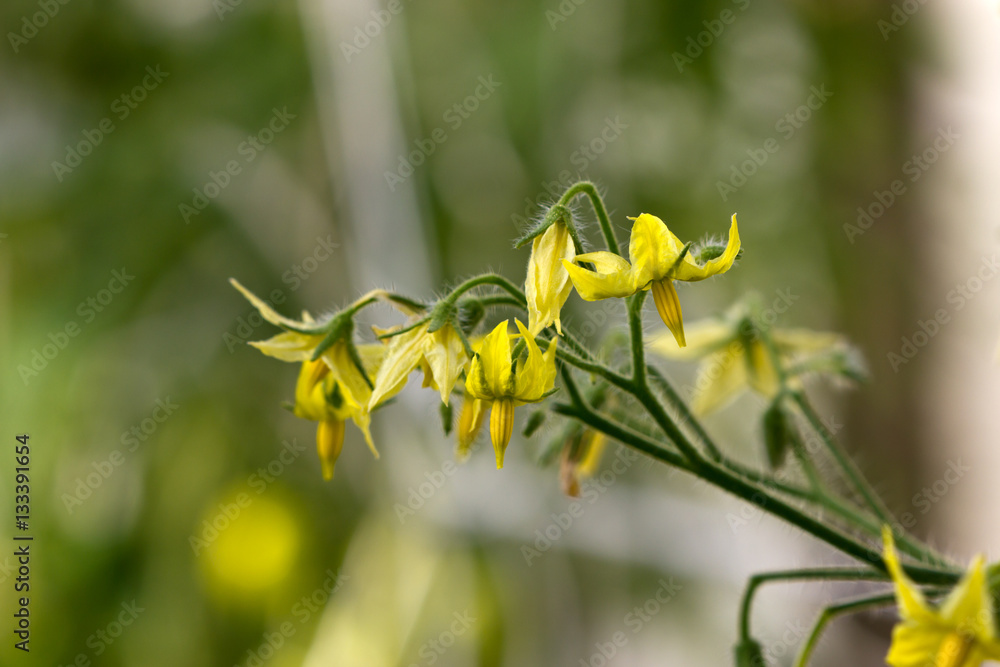 the Bush tomato blossoms in the greenhouse the Bush tomato blossoms in the greenhouse
