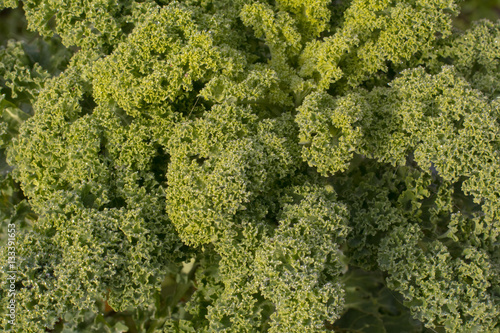 Healthy organic fresh raw green curly kale cabbage growing in th © Julia