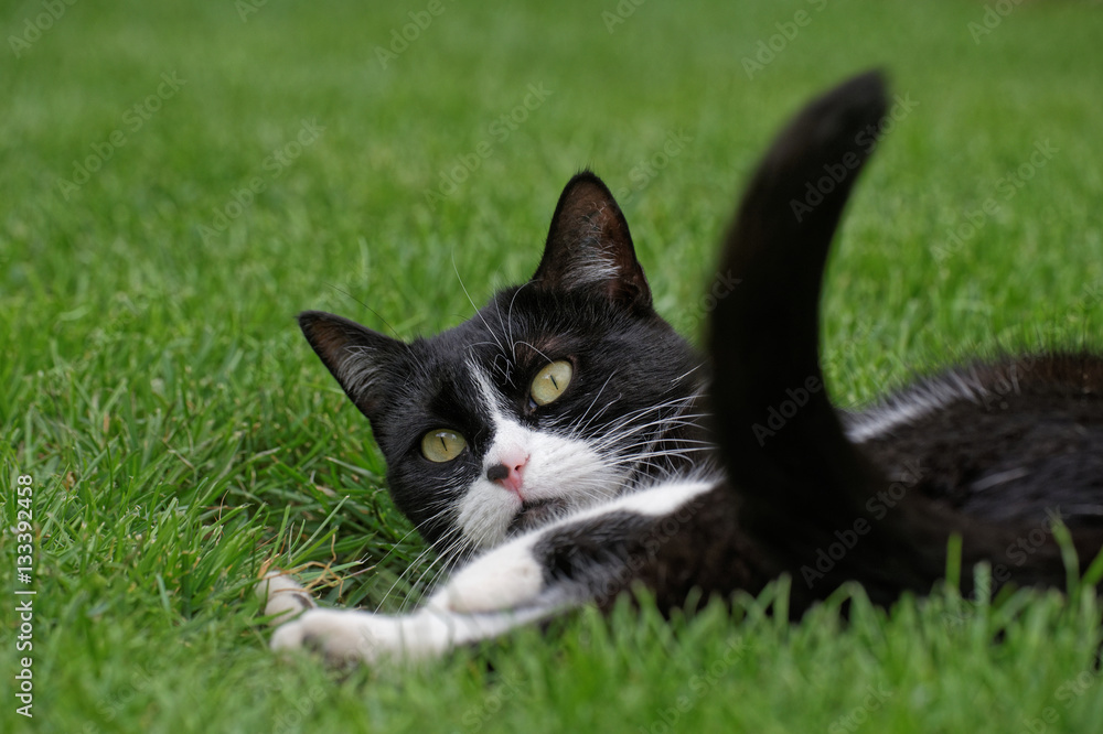 Junge Katze spielt im Gras Junge Katze spielt im Gras