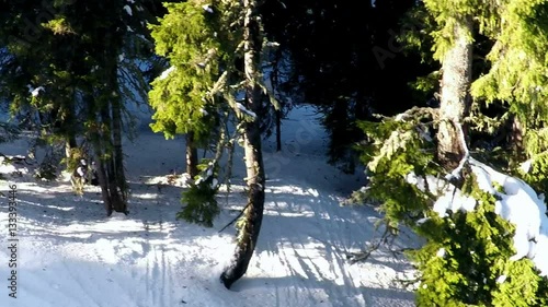 Snow capped pine trees. Camera pans slowly up to look over the branches. Macedonian Pine (Pinus peuce) thought to be oldest tree in Bulgaria at 1350 years old. Slow motion shot with GoPro Hero 4, stab photo