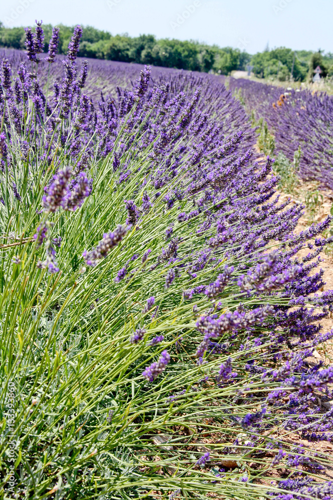 Fototapeta premium Lavender field