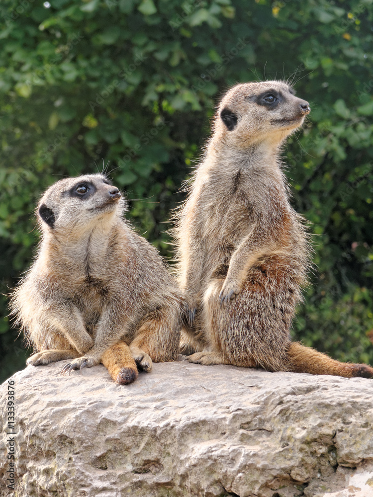 Two meerkats on the stone. Two meerkats on the stone.