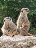 Two meerkats on the stone.