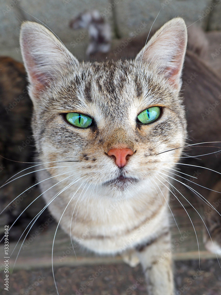 Portrait of a gray beige cat with green eyes Portrait of a gray beige cat with green eyes
