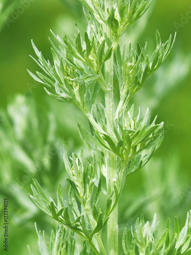 Fresh leaves on a branch artemisia absinthium  absinthe wormwood . Common wormwood on a green background