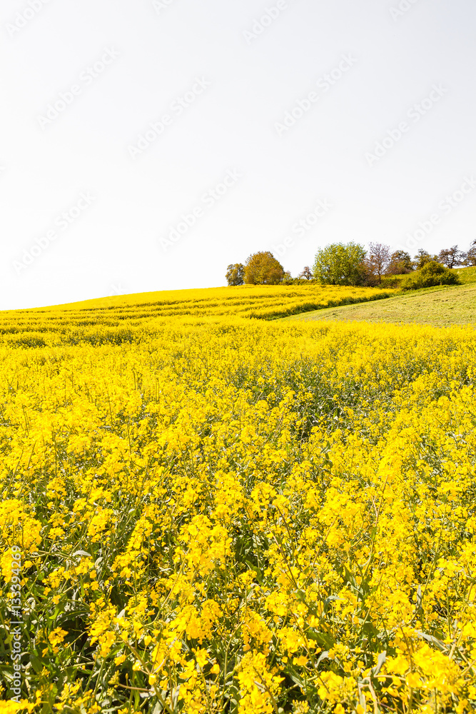 view of a rapeseed field