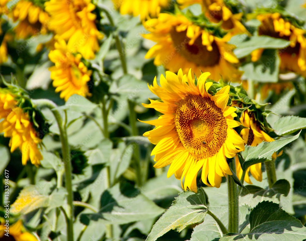 Obraz premium Sunflower field