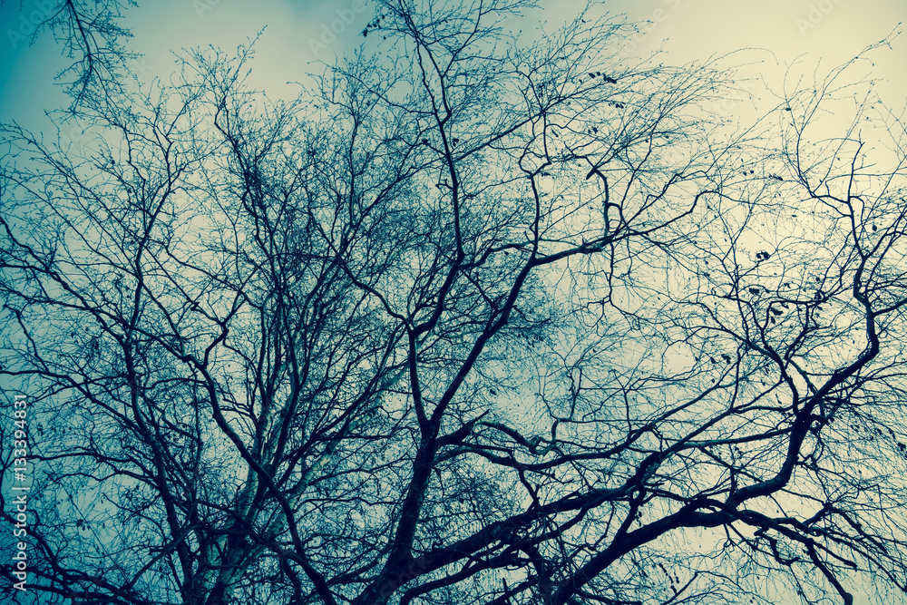 Tree Branches without Leaves Retro