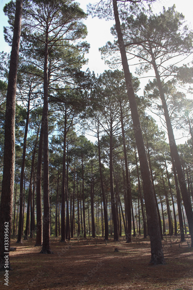 Naklejka premium tree filter