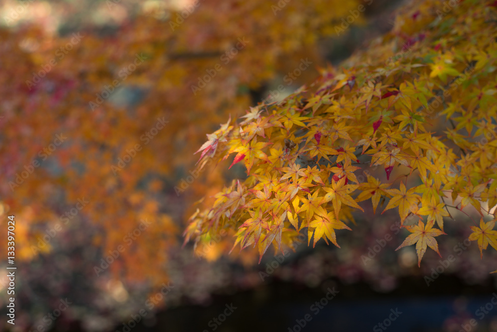 autumn leaves kyoto, Japan autumn leaves kyoto, Japan