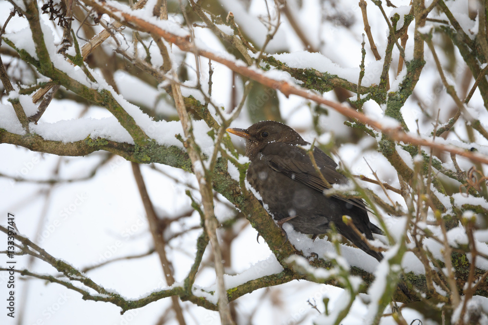 female of Common blackbird bird female of Common blackbird bird