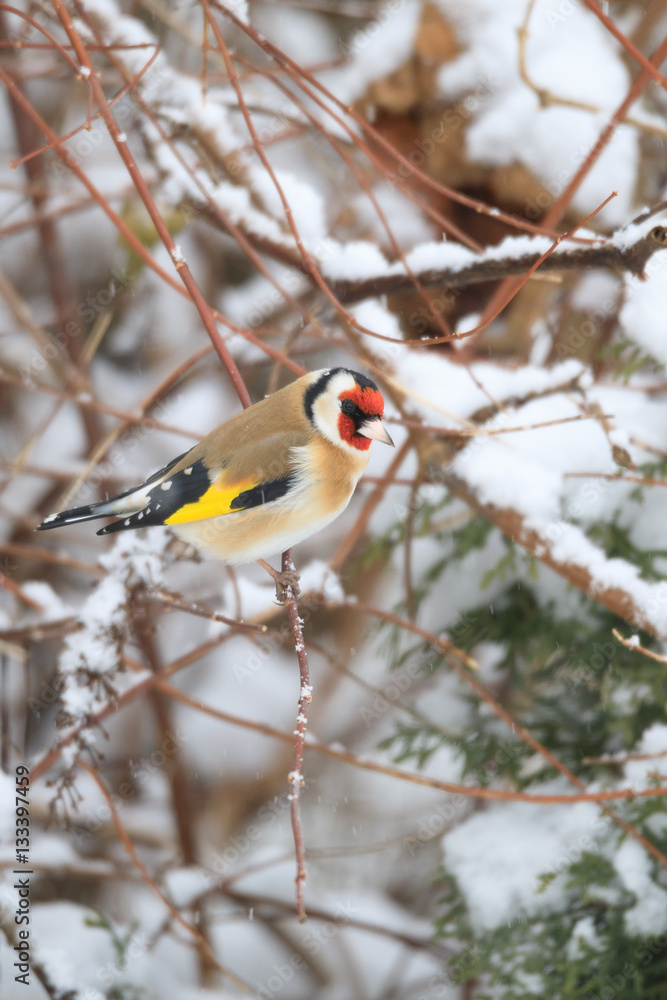 small bird European goldfinch in winter small bird European goldfinch in winter