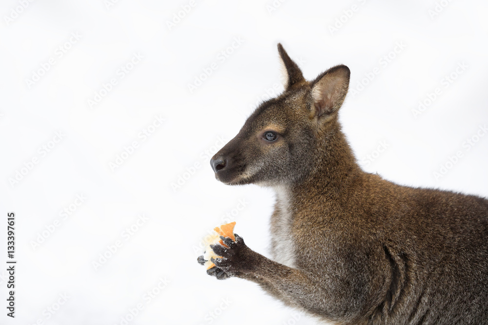 Red-necked Wallaby in snowy winter