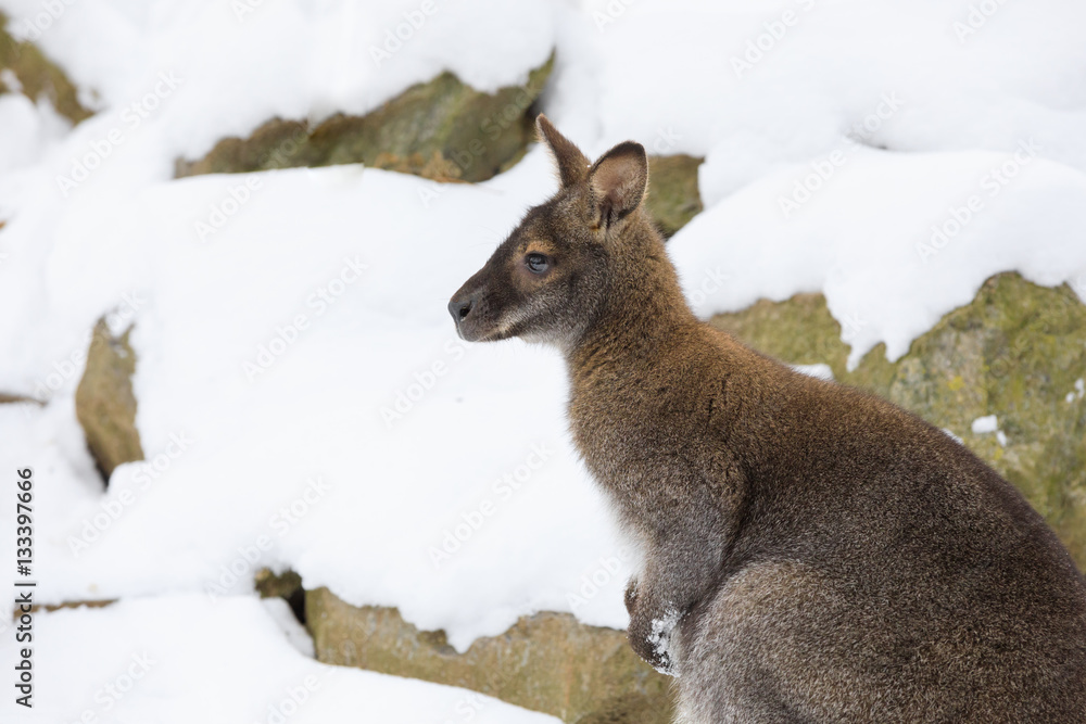 Red-necked Wallaby in snowy winter