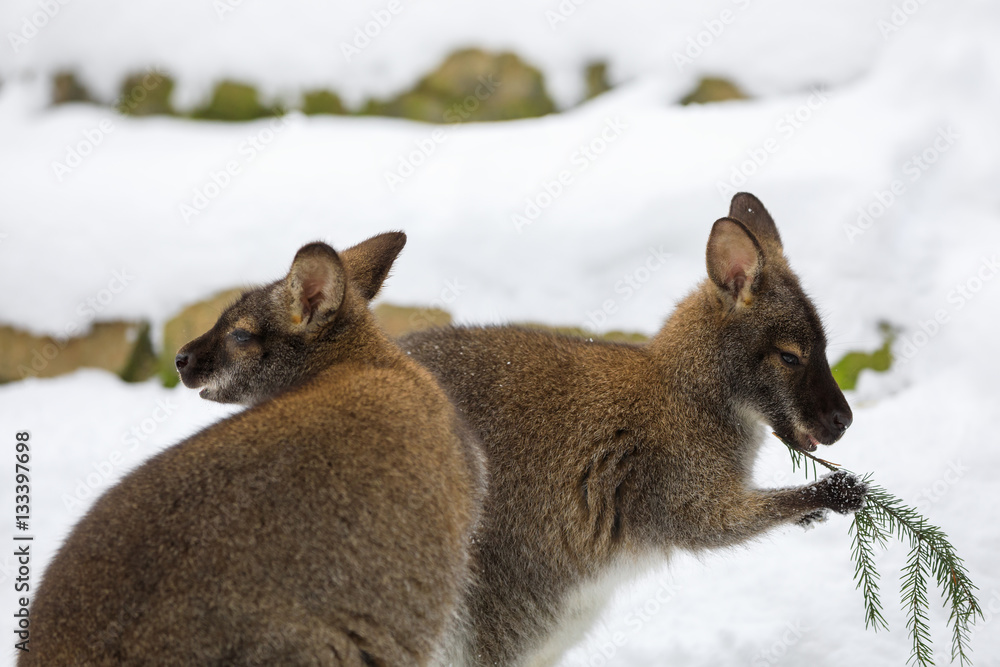 Obraz premium Red-necked Wallaby in snowy winter