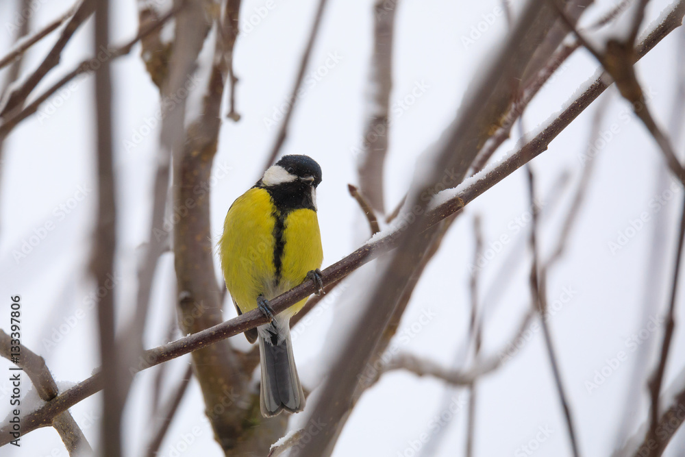 beautiful small bird great tit in winter beautiful small bird great tit in winter