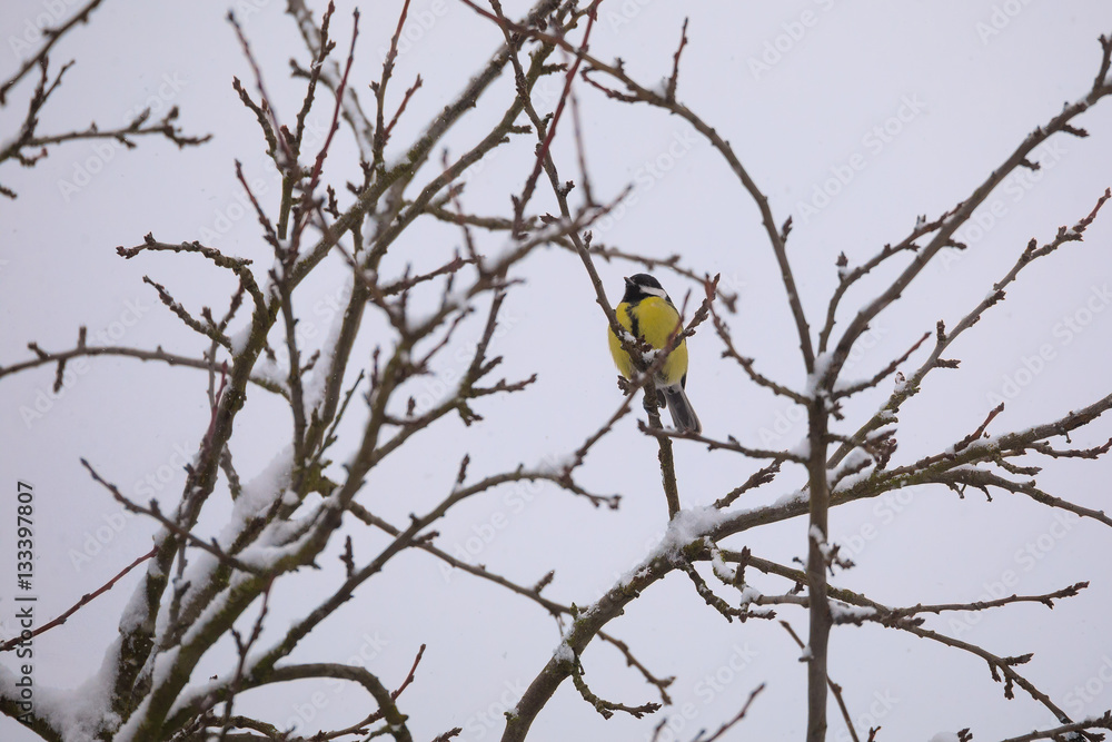 beautiful small bird great tit in winter beautiful small bird great tit in winter