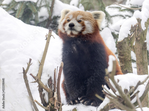 Fototapeta Naklejka Na Ścianę i Meble -  Red panda, Ailurus fulgens, reveling in the snow