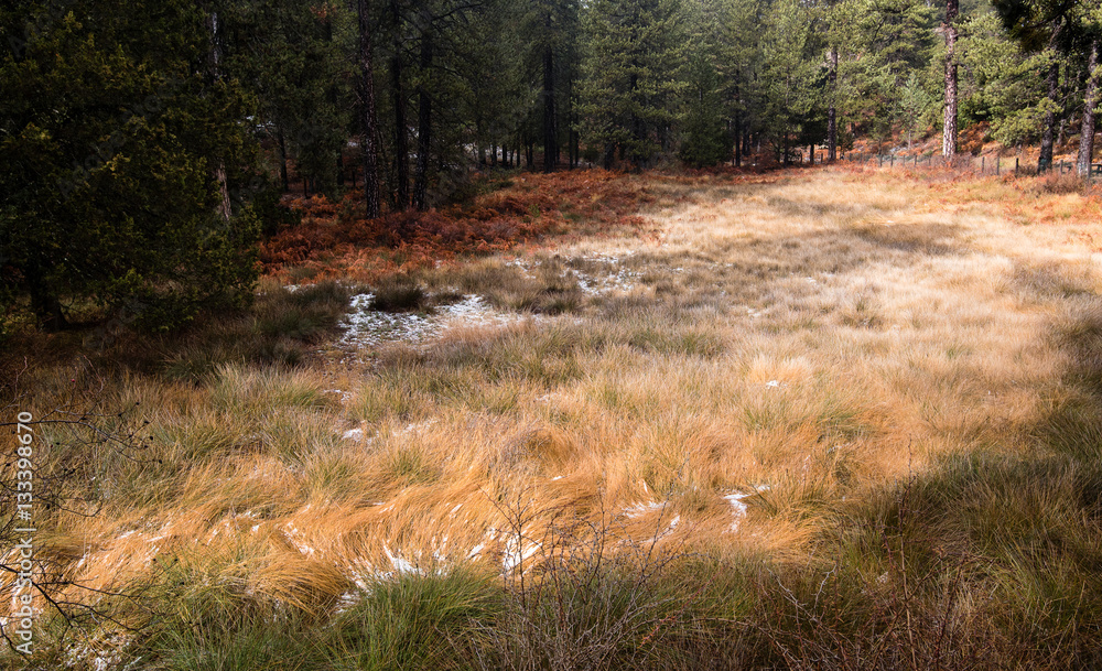 Autumn forest landscape Autumn forest landscape