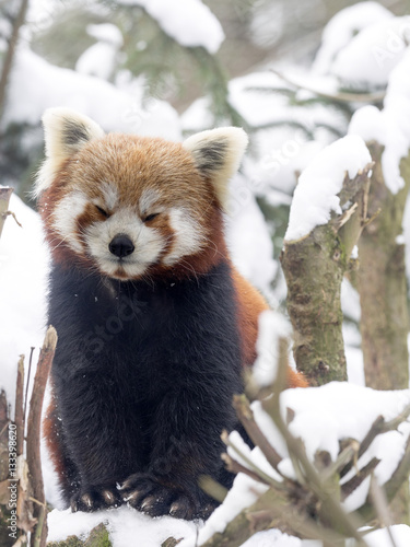 Fototapeta Naklejka Na Ścianę i Meble -  Red panda, Ailurus fulgens, reveling in the snow