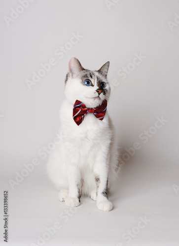 White fluffy blue-eyed cat in a stylish bow tie on a light background