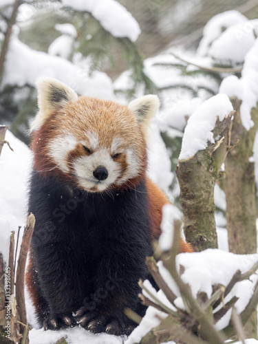 Fototapeta Naklejka Na Ścianę i Meble -  Red panda, Ailurus fulgens, reveling in the snow