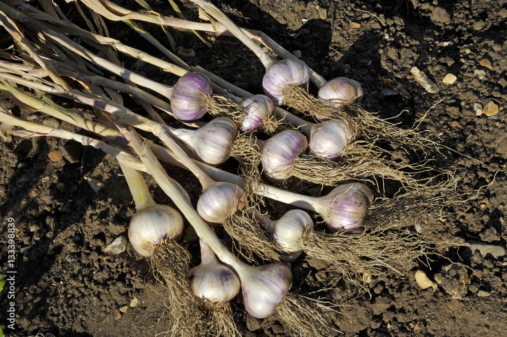 Fototapeta premium Garlic