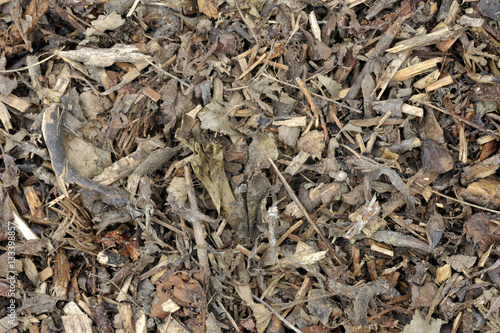 Obraz na płótnie Woodchips w salonie