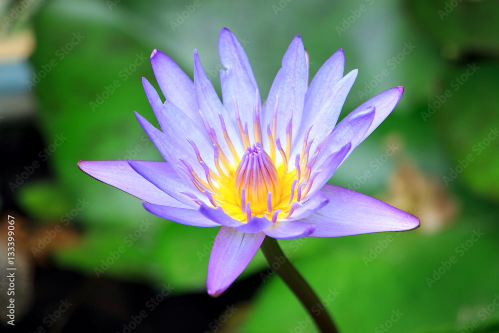 Lotus Lotus